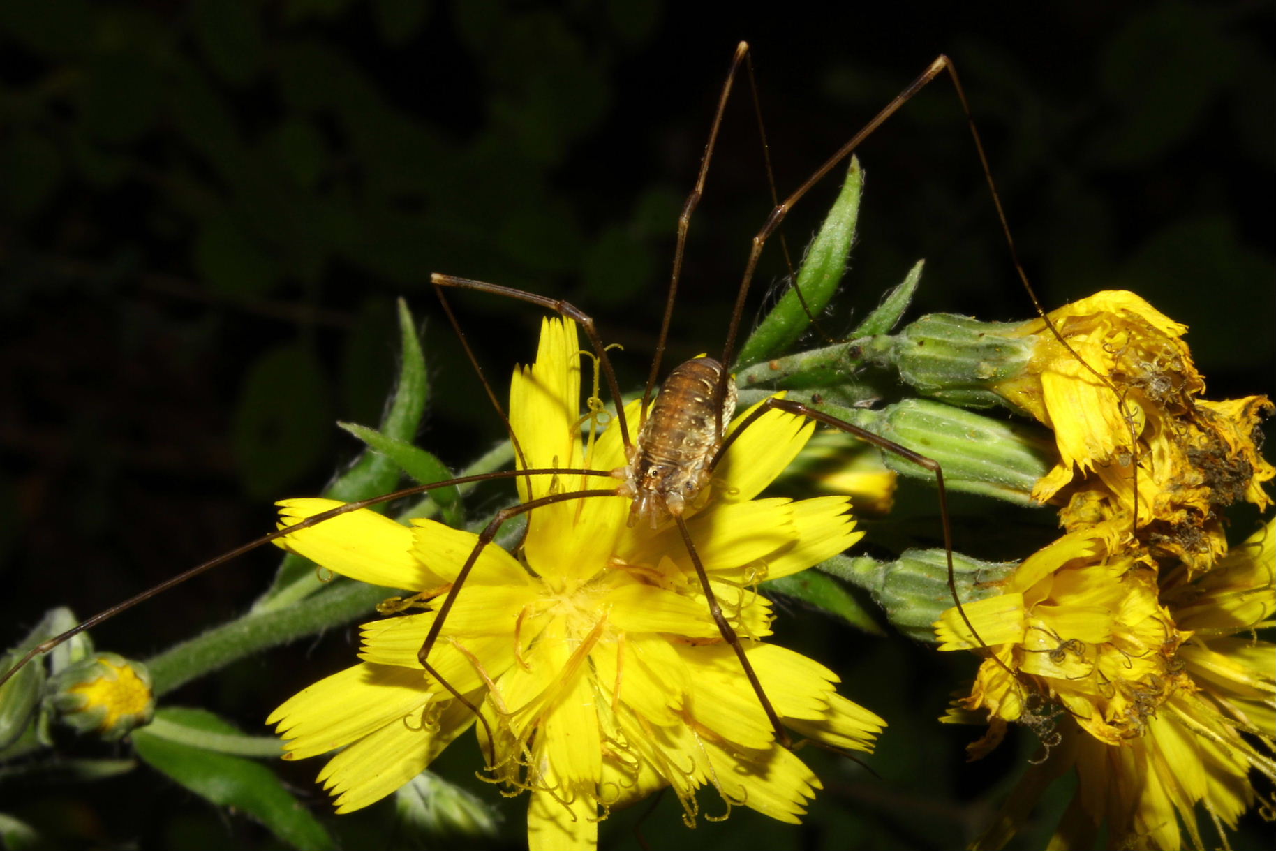 Opilio cf. canestrinii